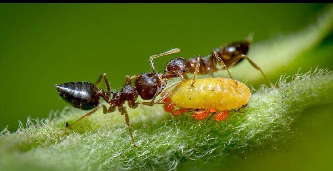 یک رابطه شگفتانگیز در دنیای حشرات؛ مورچهها از شتهها مراقبت میکنند و در مقابل، عسلک شیرین دریافت میکنند یک رابطه شگفتانگیز در دنیای حشرات؛ مورچهها از شتهها مراقبت میکنند و در مقابل، عسلک شیرین دریافت میکنند