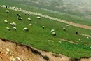قاچاق ساماندهی شده دام سبک از کشور
