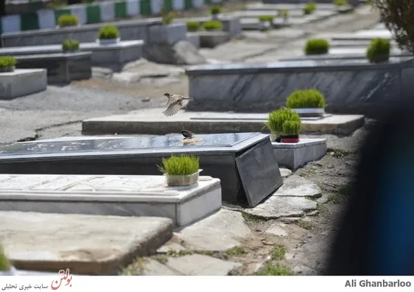 روزی گنجشک بر سر قبر