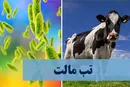 تب مالت، بیماری اندمیک برای ایران