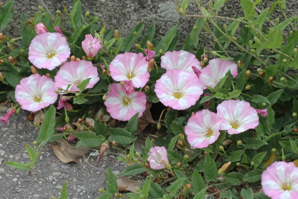 از دیگر انواع گیاهان دارویی پیچک صحرایی با نام علمی Convolvulus arvensis هستش. این گیاه دارویی به رنگ سبز تیره با رگ&zwnj;برگ&zwnj;هایی مشخصه که در سال اول قادر به تولید گل نیست. گل&zwnj;های پیچک شیپوری و به رنگ سفید و صورتی هستن. به دلیل داشتن پوسته&zwnj;ی غیر قابل نفوذ، این گیاه قادره عمر خودش رو در شرایط غیر آزمایشگاهی به  ۲۰ سال برسونه. پیچک صحرایی مسهل و صفرا برِ  و برای التیام زخم&zwnj;ها و درمان بیماری زردی کاربردی عالی داره.