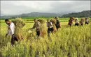 میزان دستمزد کارگران مشاغل منتخب کشاورزی