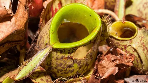  گیاهان گوشت&zwnj;خوار با ۵ روش، طعمه خود را به دام می&zwnj;اندازند: ۱- از طریق چسبندگی ۲- از طریق مکندگی ۳- از طریق بسته شدن برگ&zwnj;&zwnj;ها ۴- از طریق افتادن طعمه در گودال گیاه ۵- از طریق ایجاد تله.
