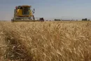 کاهش ۱۶ میلیون تنی تولید جهانی غلات تا سال آینده