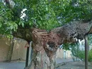 کمان رستم، درخت گردویی با ۱۳ قرن حیات
