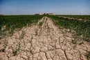 حجم اعتبارات برای جبران خسارت بخش کشاورزی خوزستان افزایش یابد