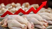 فروش مرغ ارزان‌تر از نرخ رسمی در بازار