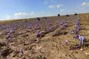 برداشت طلای سرخ در دهگلان آغاز شد