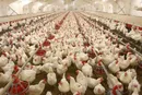 با انباشت مرغ در واحدهای تولیدی مواجهیم