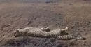 مشاهده مجدد هلیاوتوله‌هایش در زیستگاه یوزپلنگ‌
