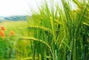 خرید تضمینی ۲۵۵ هزارتن گندم مازاد بر نیاز کشاورزان در لرستان