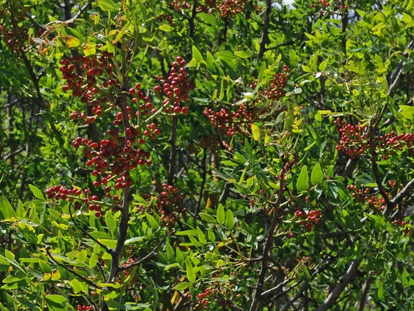نام علمی این گیاه دارویی Pistacia atlantica هستش. درختی به ارتفاع ۷ تا ۹ متر با میوه&zwnj;ای ریز و گرد به رنگ سبز تیره که مغز اون شبیه پسته اماخیلی کوچک&zwnj;تر هستش. نوع نارس میوه رو بدون نیاز به پوست گرفتن استفاده می&zwnj;کنن، اما به محض رسیدن پوست اون سخت میشه و برای استفاده از مغز اون باید شکسته بشه. این درخت در پاییز به رنگ نارنجی خوش رنگی در میاد. گل درخت بنه قرمز رنگ هستش. بنه مقوی طحال و کبد و مسکنی عالی برای کمر درد، درد پشت و قلنج هستش. این گیاه با مقادیر بسیاری ویتامین A، B وD، دارویی عالی برای تقویت اعصابِ. از این گیاه دارویی برای بهبود ترک لب هم میشه کمک گرفت. سقز درخت بنه مقوی معده و محرک اشتها اس و به هضم غذ ا کمک می&zwnj;کنه. مخلوط این سقز با روغن زیتون برطرف کننده ورم، خارش و ترک پوست هم هستش. 