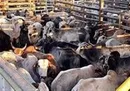 توقیف محموله بزرگ دام قاچاق در خلیج فارس