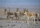 گور ایرانی در حال گسترش قلمرو