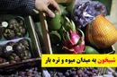 کشف میوه های قاچاق در غرفه رئیس اتحادیه/ افشاگری هیئت مدیره!