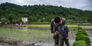 آغاز فصل کشت برنج در گیلان