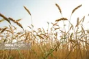 آغاز پرداخت مطالبات گندمکاران به زودی
