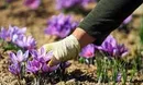 قاچاق پیاز زعفران غارت میراث ۳۰۰۰ ساله ایران/ دولت تدبیری بیاندیشد