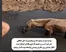 مادر، کنار فرزندش ماند؛ نجات معجزه‌آسای کره‌اسب از دل باتلاق