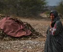 گزارش تصویری/ بدبو ترین شغل دنیا
