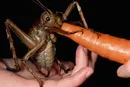 حشره ای غول پیکر که خوشبختانه عاشق هویج است!