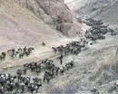 سود باور نکردنی قاچاق سوخت به کشورهای همسایه
